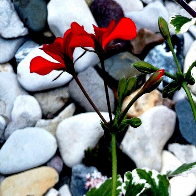 Mauerblümchen, José S. Ocón
