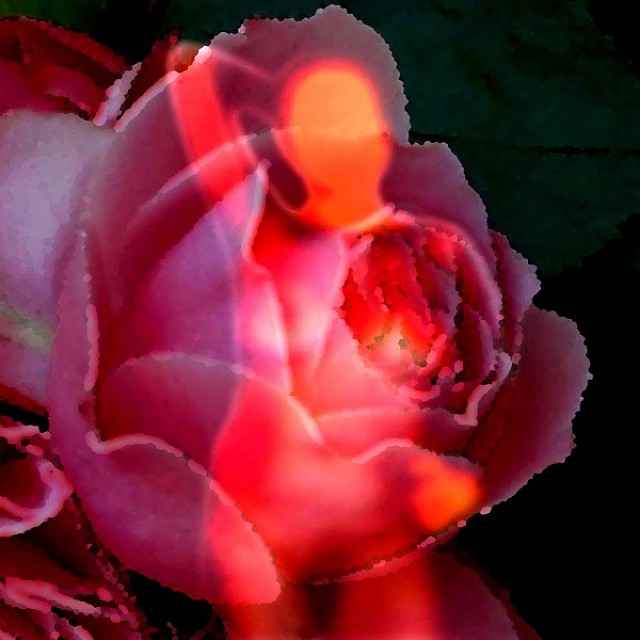 Meine Rose, José S. Ocón