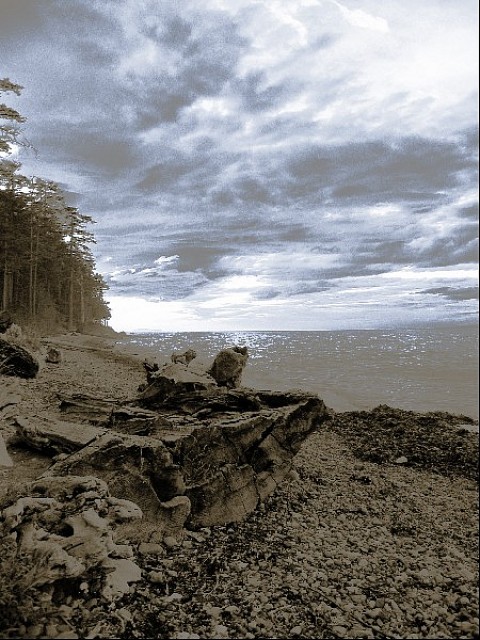 Baum am blauen Strand, Sascha Bernard