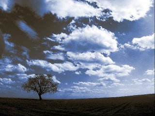 Baum mit blauen Wolken, Sascha Bernard