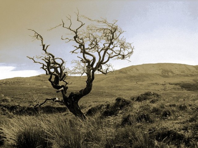 kahler Baum vor Berg, Sascha Bernard