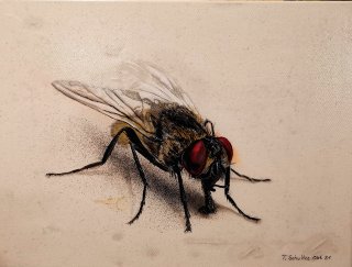 Fliege, Thomas Schultze