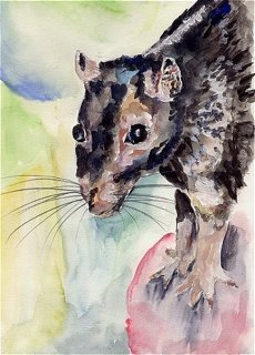 Ratte , Rachel Weissenberger