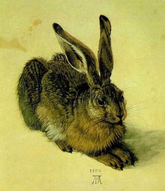 Junger Feldhase, Albrecht Dürer