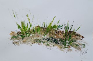 Strandgras, Sigrid Braun-Umbach