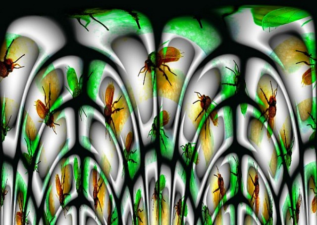 Whats wrong with my beetles, Hendrik Arie Baartman