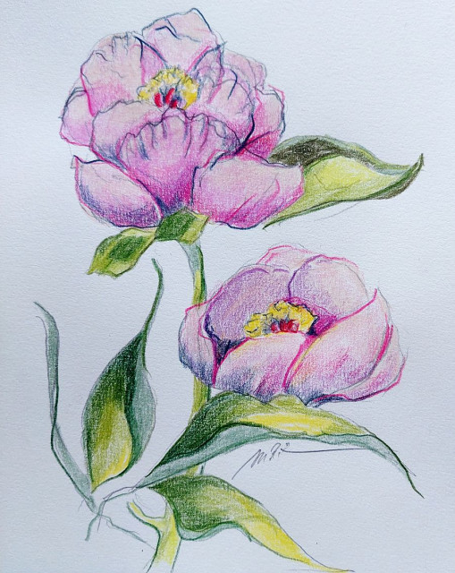 Pfingstrose, Monika Riemenschneider