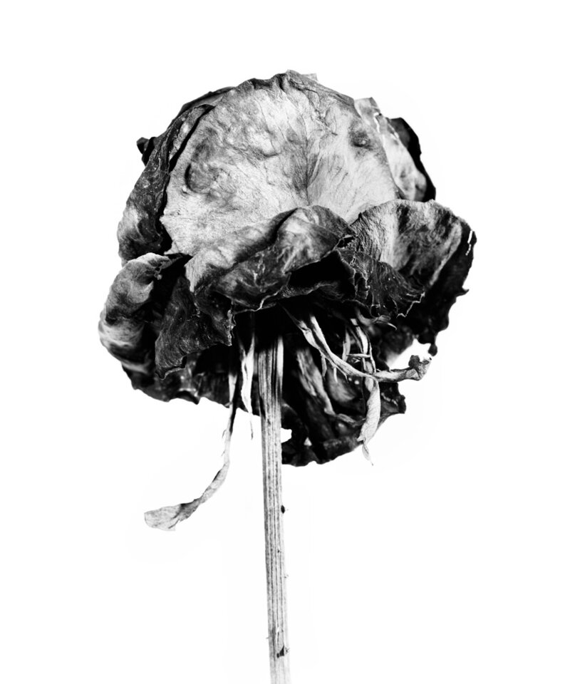 Nature Morte. Walter Schels Fotografien