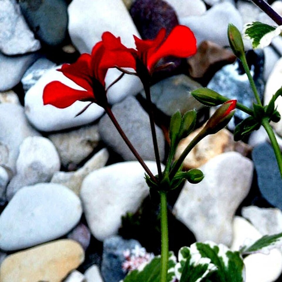 Mauerblümchen, José S. Ocón