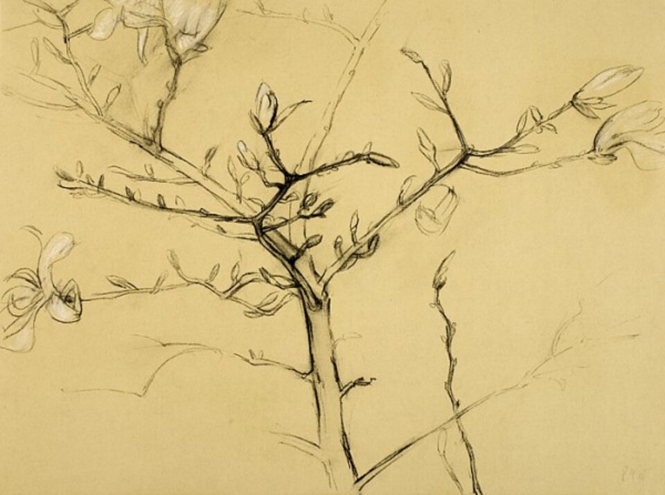 Sternmagnolie, Kohle auf Papier, Anita Voigt