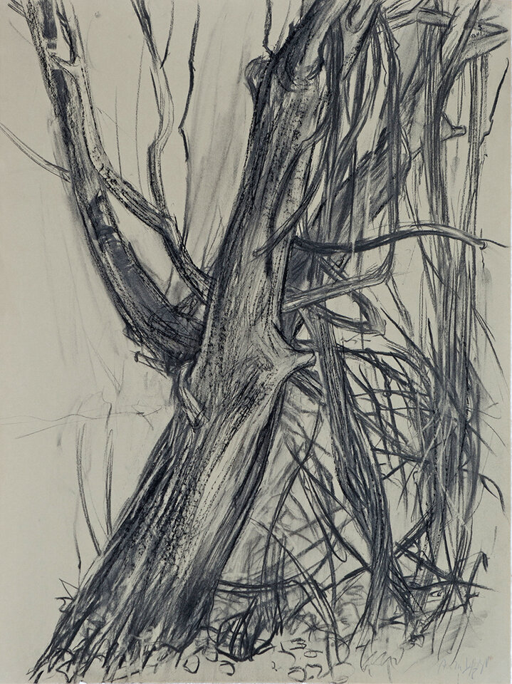 Waldrebe am Baum, Kohle , Anita Voigt