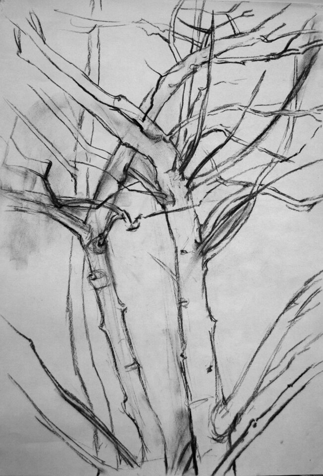 Sternmagnolie im Januar, Kohle , Anita Voigt