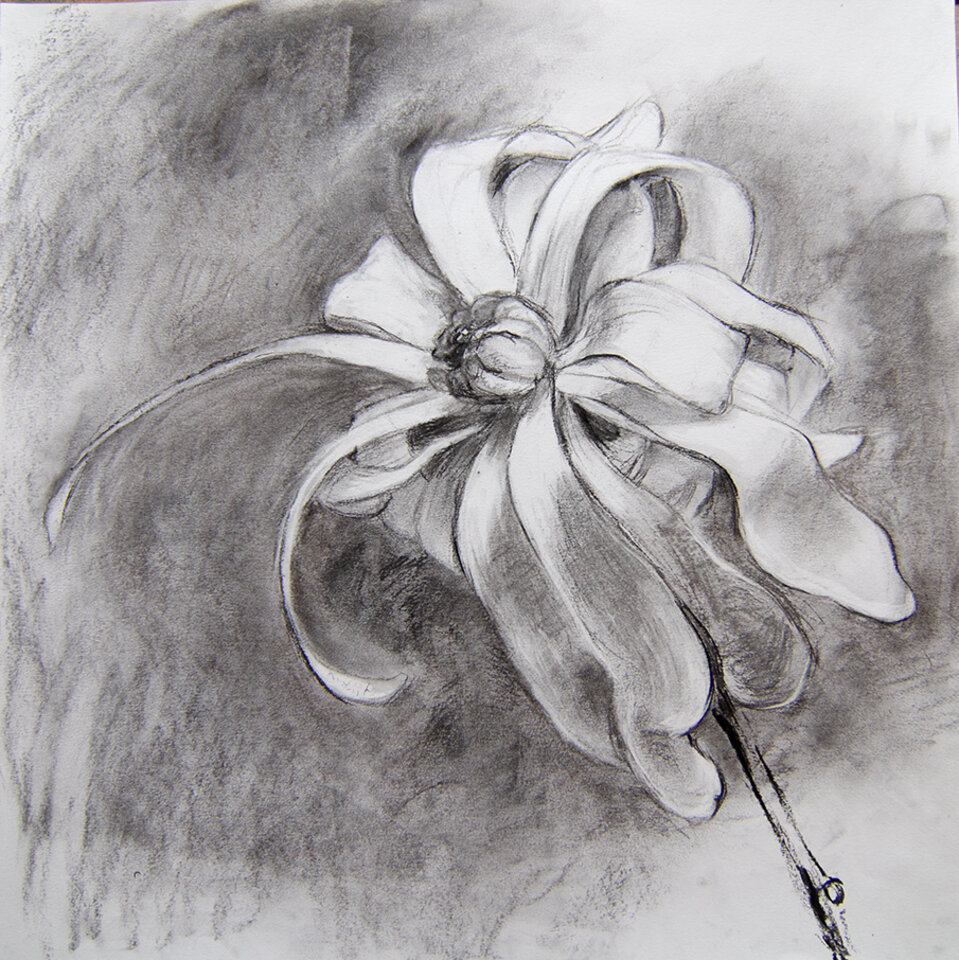 Magnolia 2, Kohle auf Papier, Anita Voigt