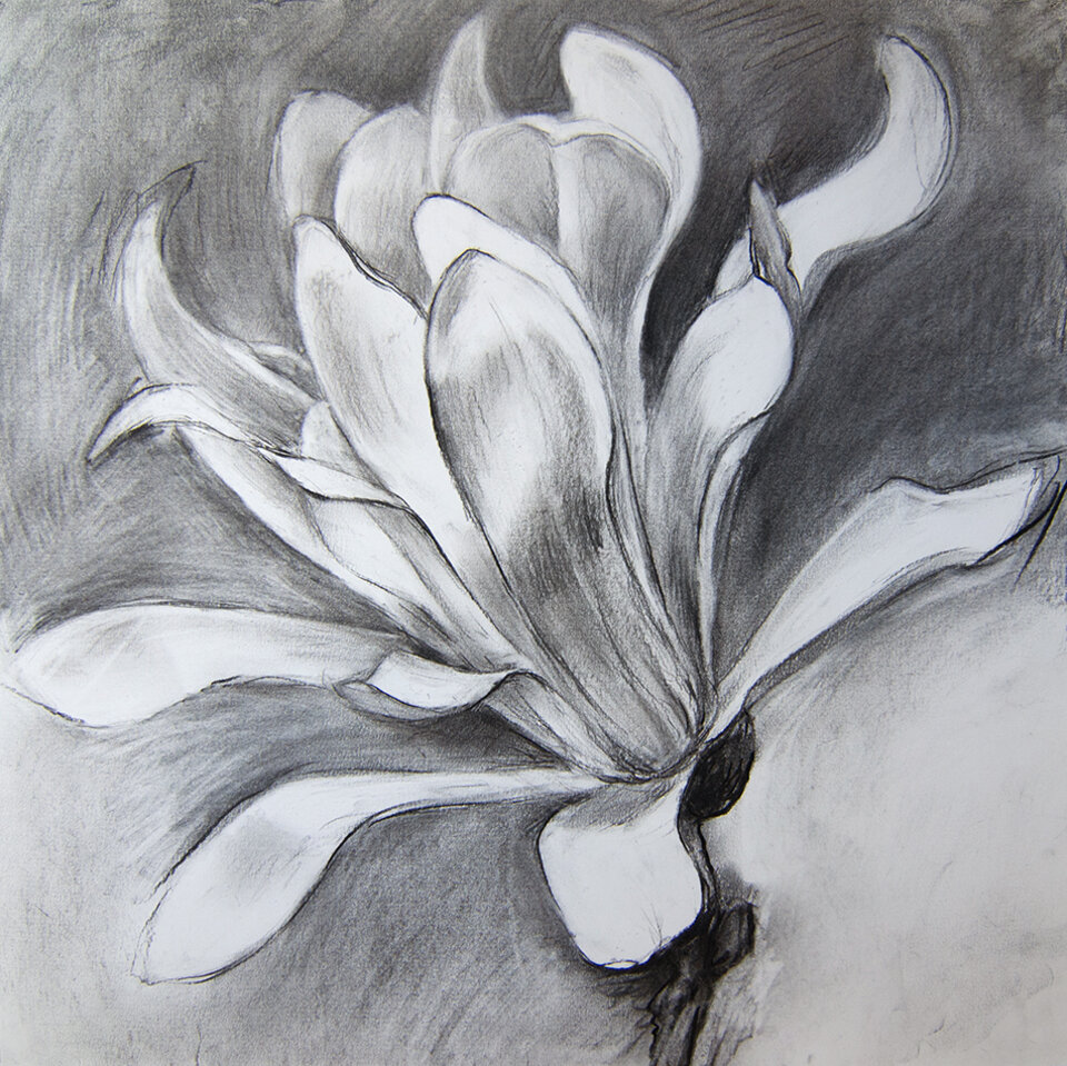 Magnolia 1, Kohle auf Papier, Anita Voigt