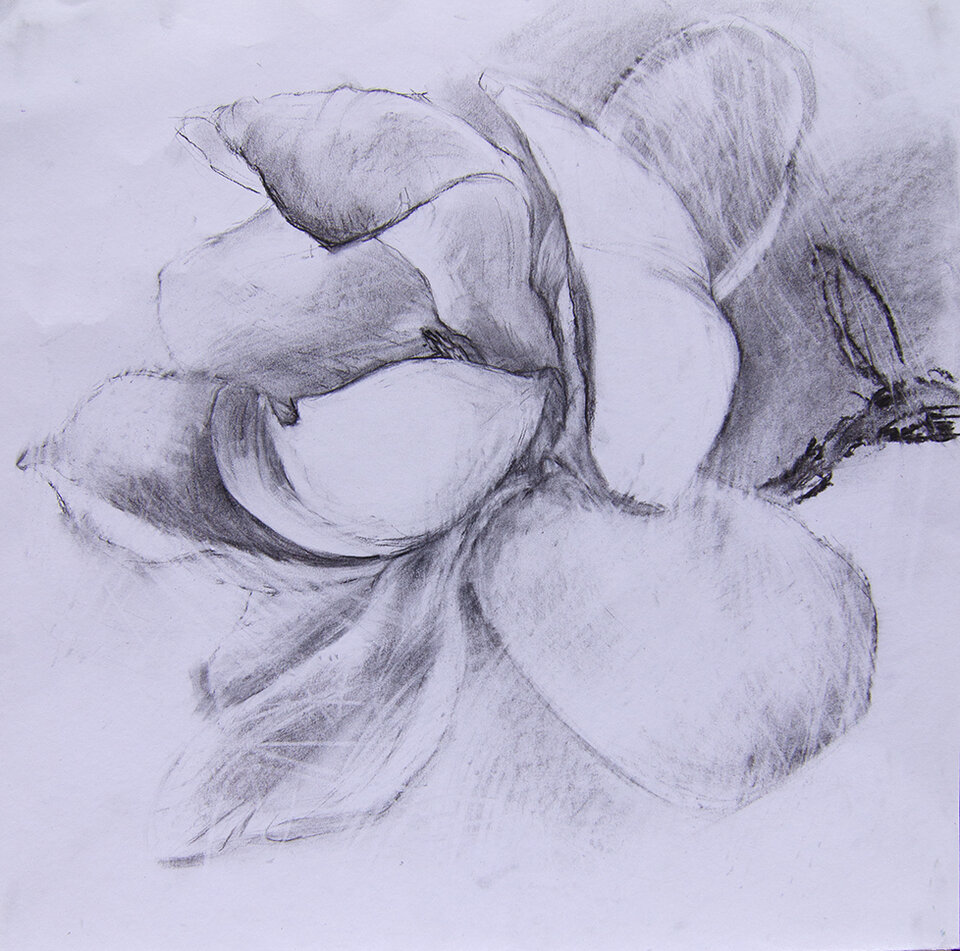Magnolia 5, Kohle auf Papier, Anita Voigt
