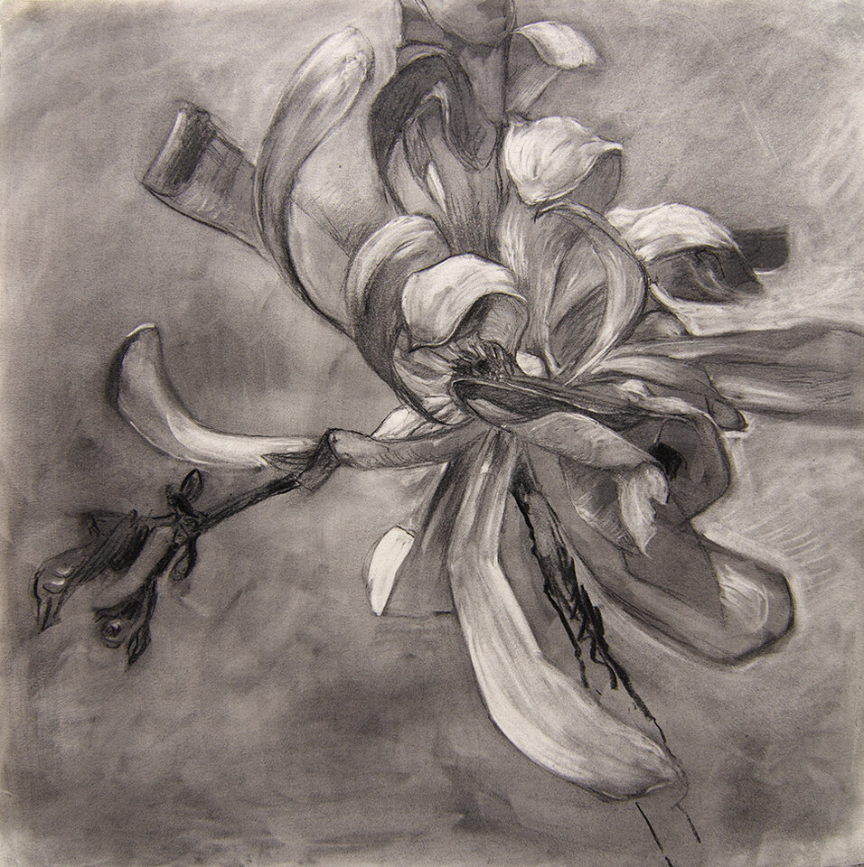 Magnolia 7, Kohle auf Papier, Anita Voigt