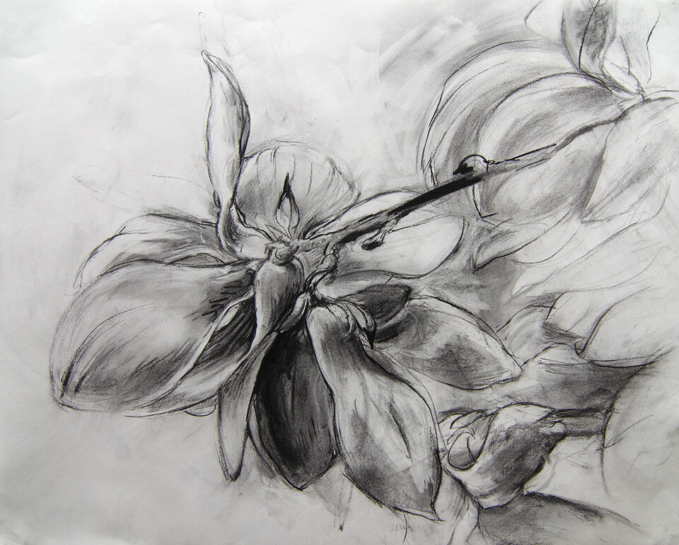 Magnolia 12, Kohle auf Papier, Anita Voigt