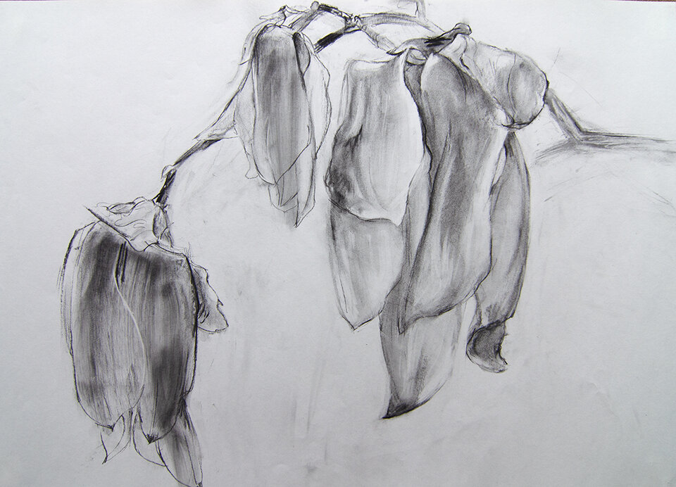 Magnolia 10, Kohle auf Papier, Anita Voigt