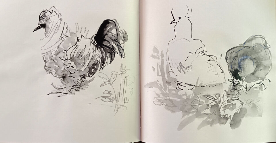 Sylvias Seidenhühner 7, Tusche Skizzenbuch, Anita Voigt