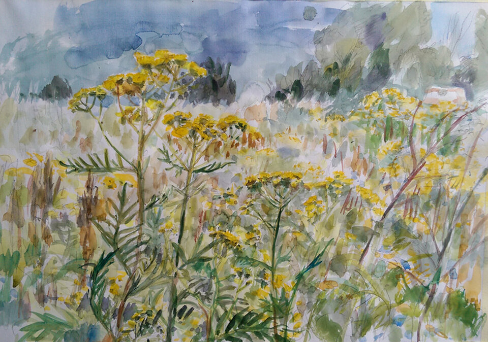 Rainfarn an der Pferdekoppel / verkauft, Aquarell auf Papier, Anita Voigt