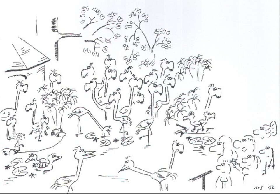 Flamingos, Matthias Schramm