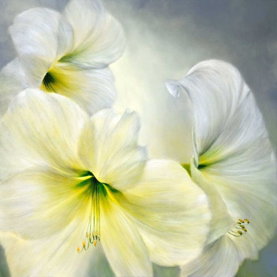 Weiße Amaryllis, Öl auf Leinwand, Annette Schmucker Atelier und Galerie