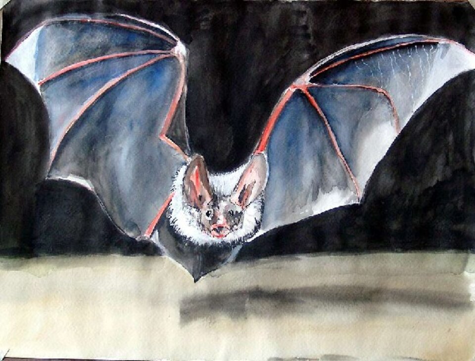 Fledermaus, Ursula Roth