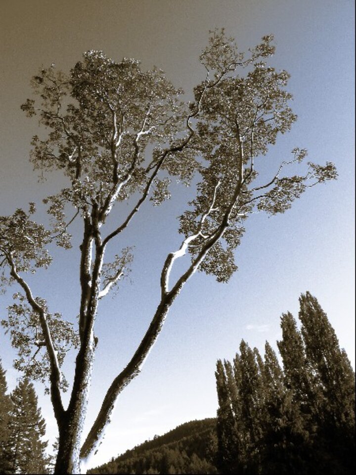 Baum in Butchart Garden 2, Digitalfotografie , Sascha Bernard
