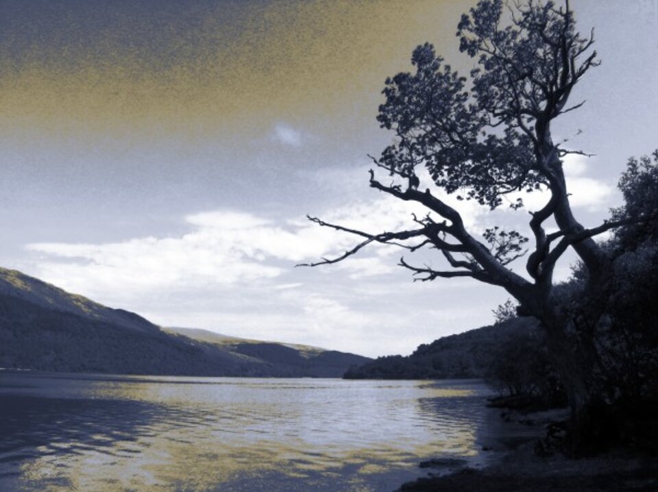 Baum am See, Digitalfotografie , Sascha Bernard