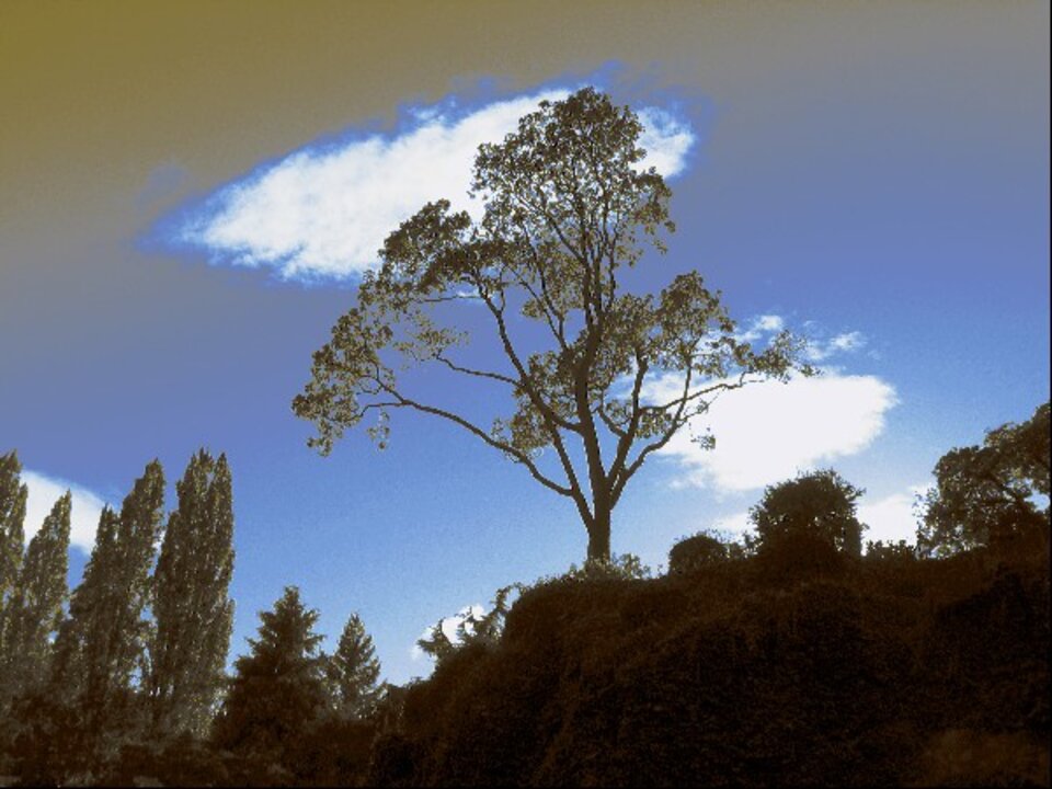 Baum in Butchart Garden 1, Digitalfotografie , Sascha Bernard