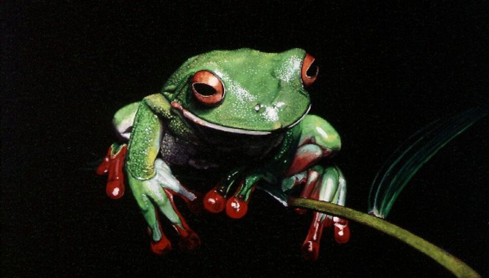Frosch, Thomas Schultze