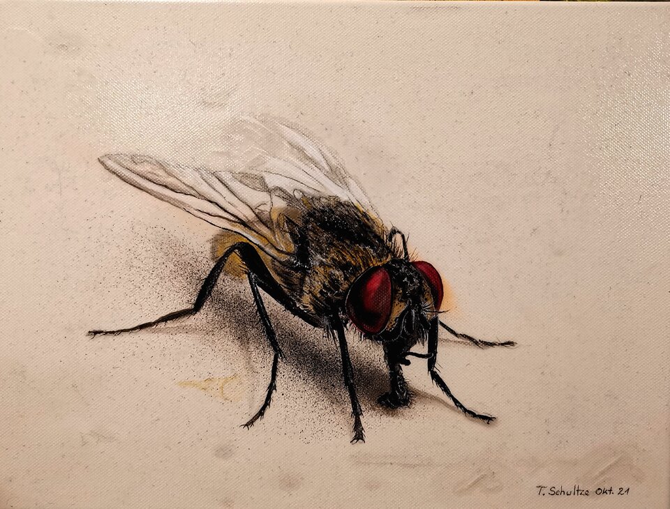 Fliege, Acryl auf Leinwand, Thomas Schultze