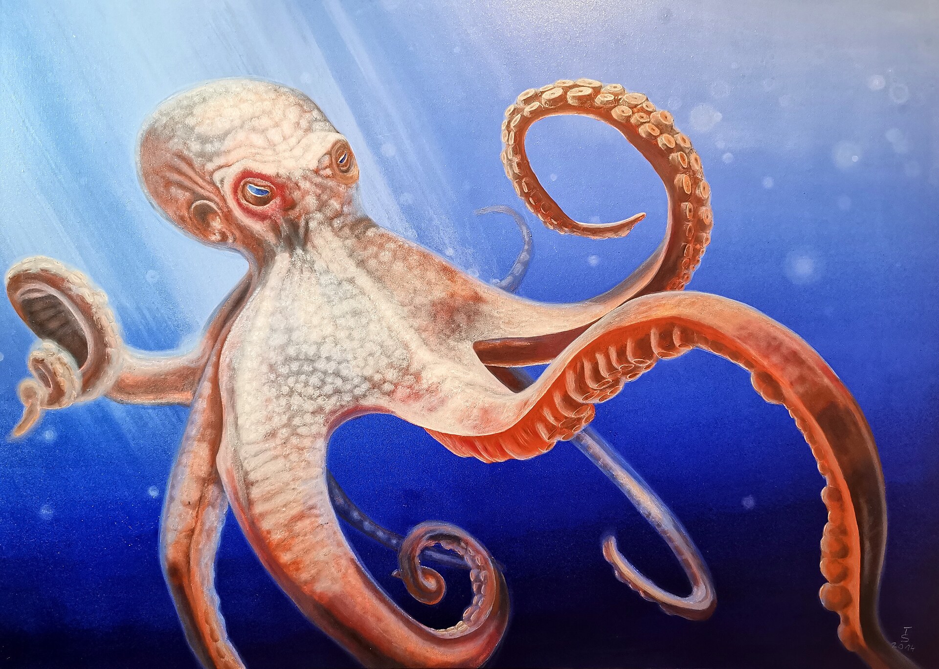 Octopus Vulgaris, Thomas Schultze