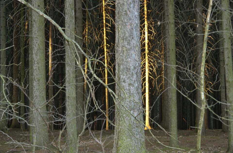 2Baum, Ulrike Bernhardt