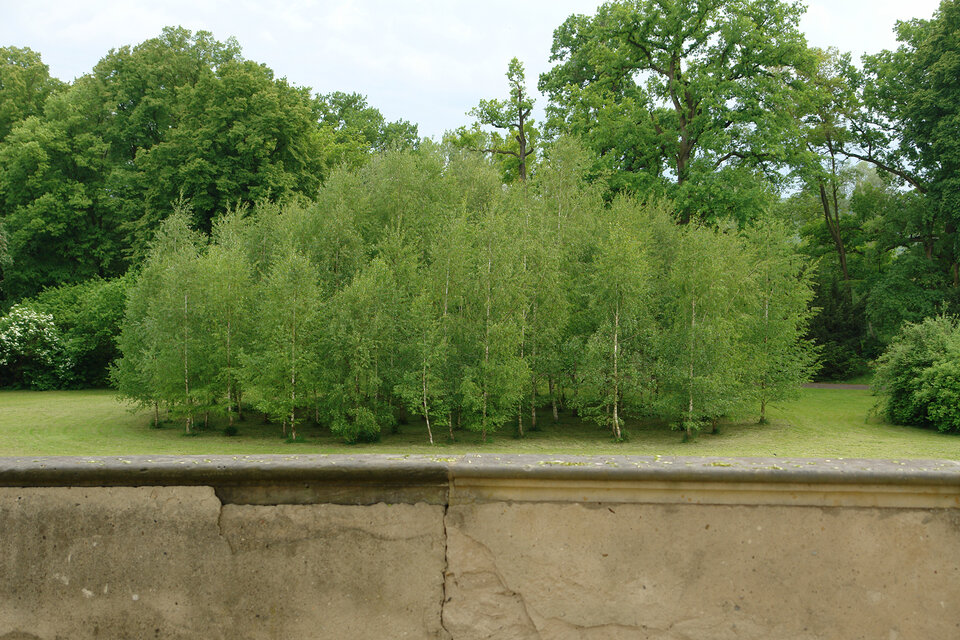 Birkenwald, Ulrike Bernhardt