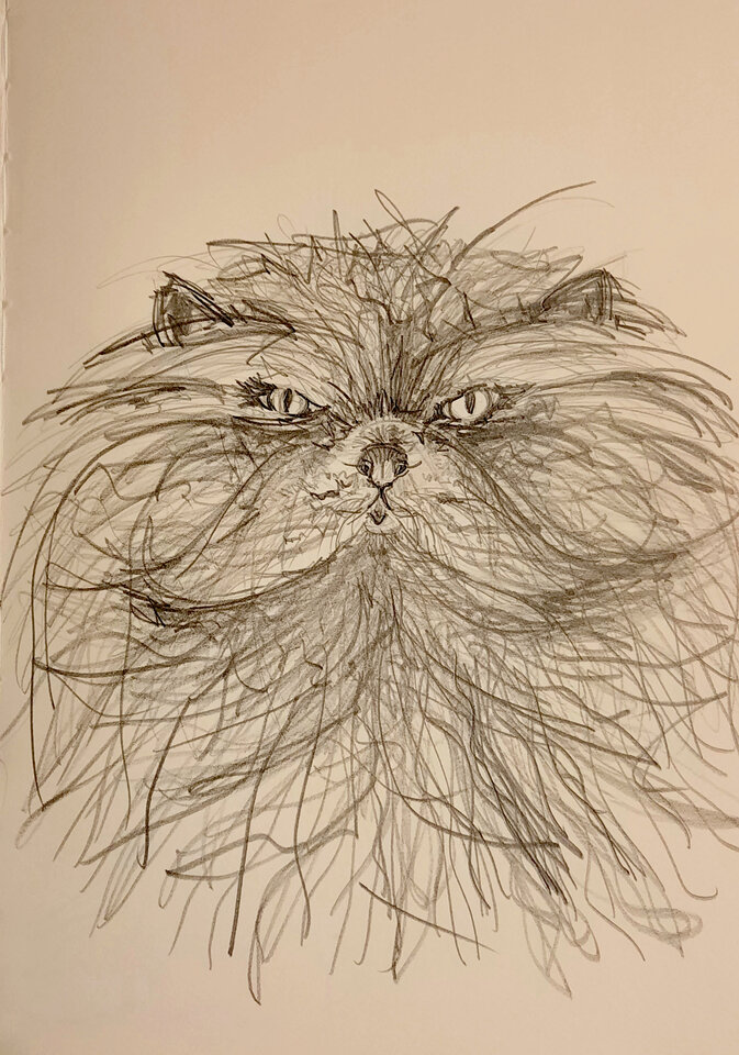 Die Katze, Zeichung  auf Kaffepapier, Sylvia Gnatz