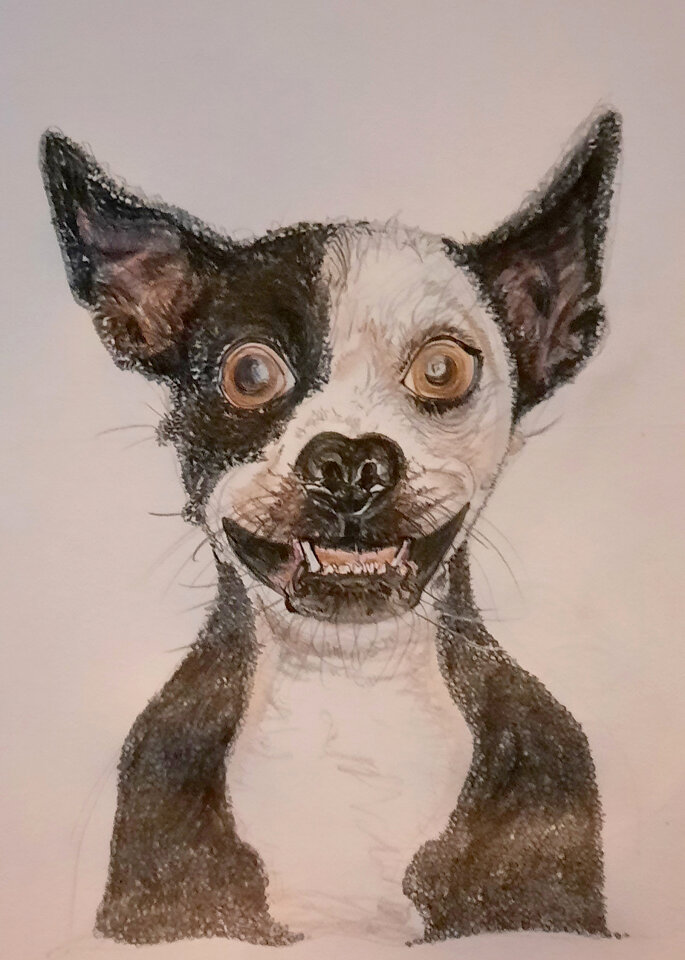 Der Hund, Zeichnung auf Papier, Sylvia Gnatz
