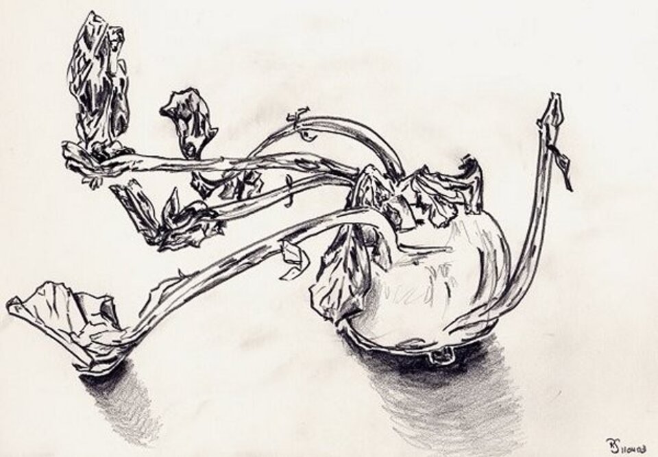 Kohlrabi, Bleistift auf Papier, Rachel Weissenberger