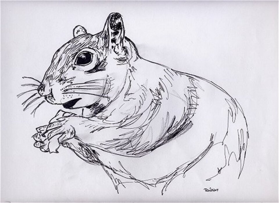 Eichhörnchen, Tusche auf Papier, Rachel Weissenberger