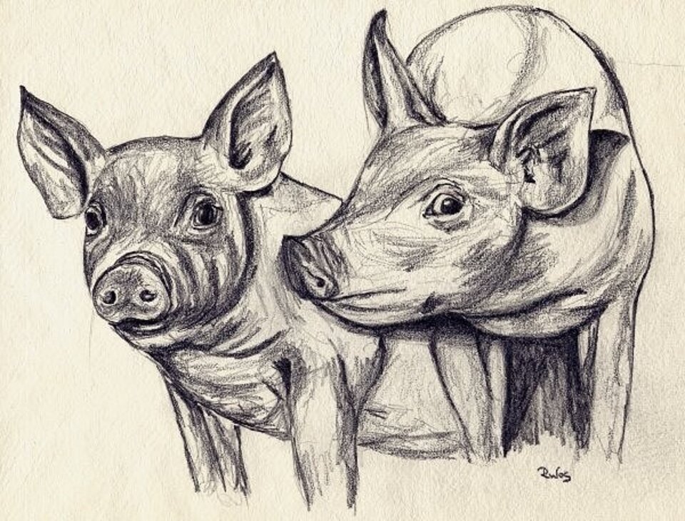 Schweine, Bleistift auf Papier, Rachel Weissenberger