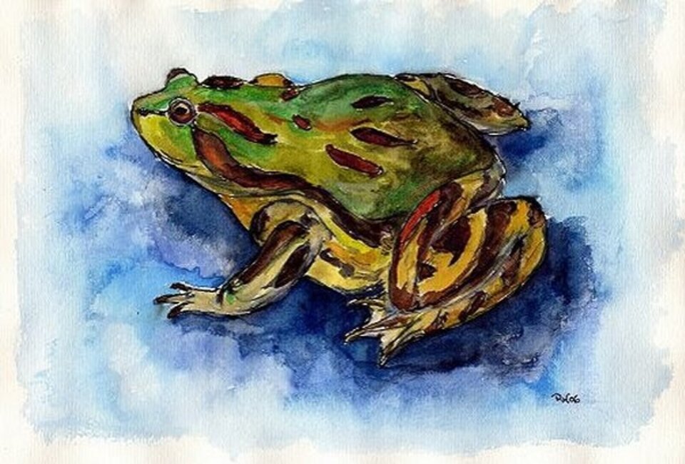 Frosch, Aquarell auf Papier, Rachel Weissenberger