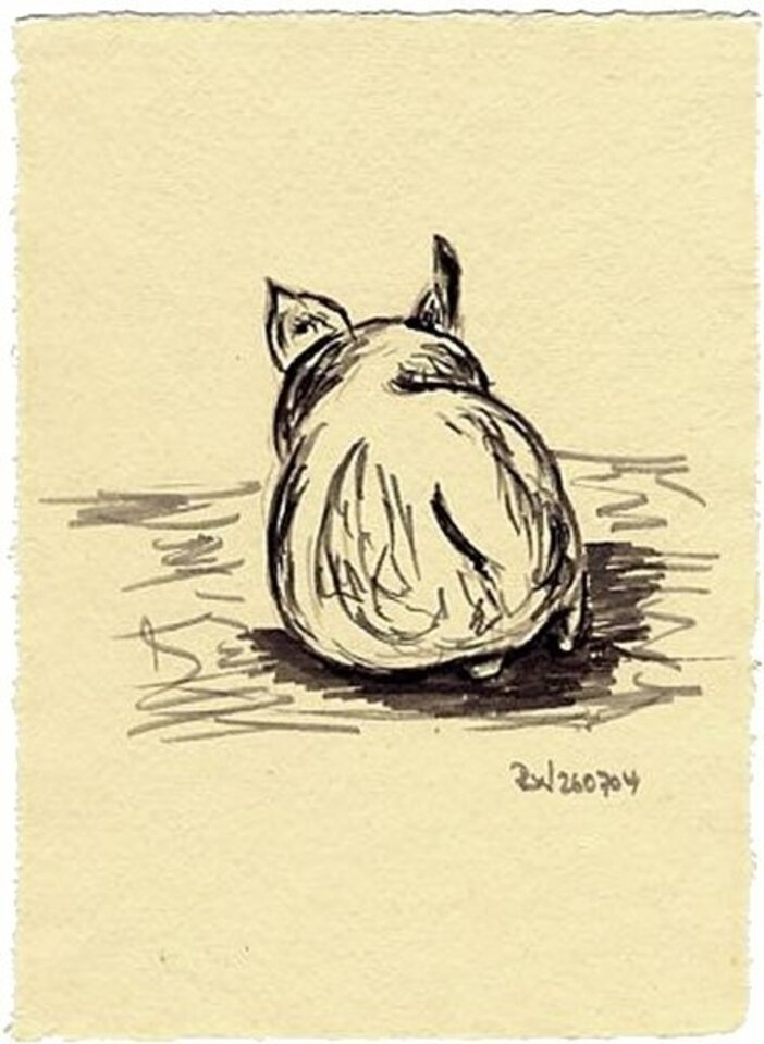 Schwein, Tusche auf Papier, Rachel Weissenberger
