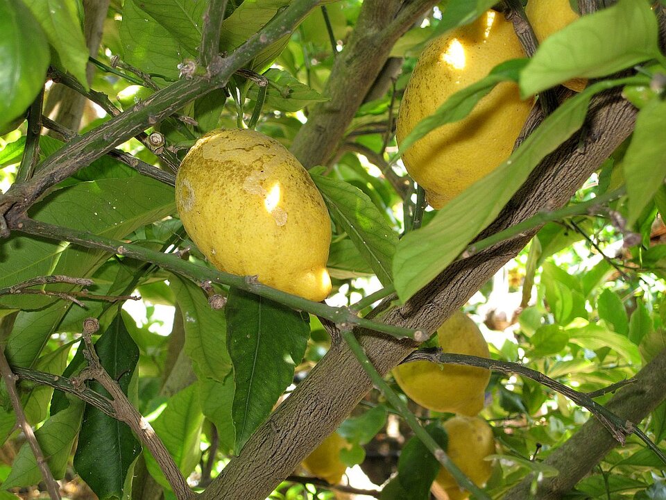under the Lemontree, Digitalfotografie auf Papier, Sigrid Braun-Umbach