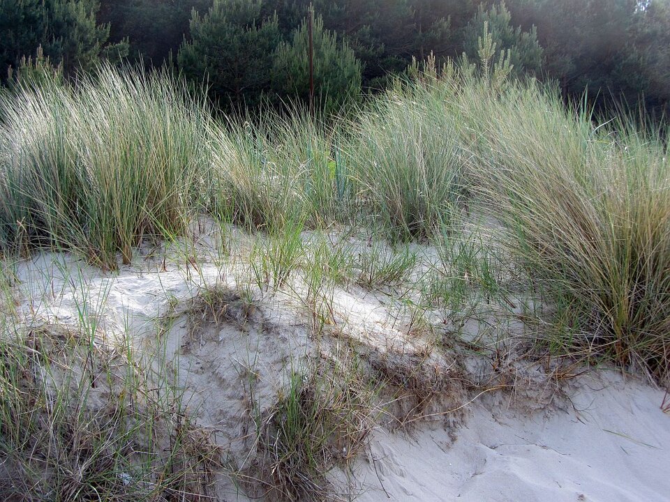 Usedom..., Digitalfotografie auf Papier, Sigrid Braun-Umbach