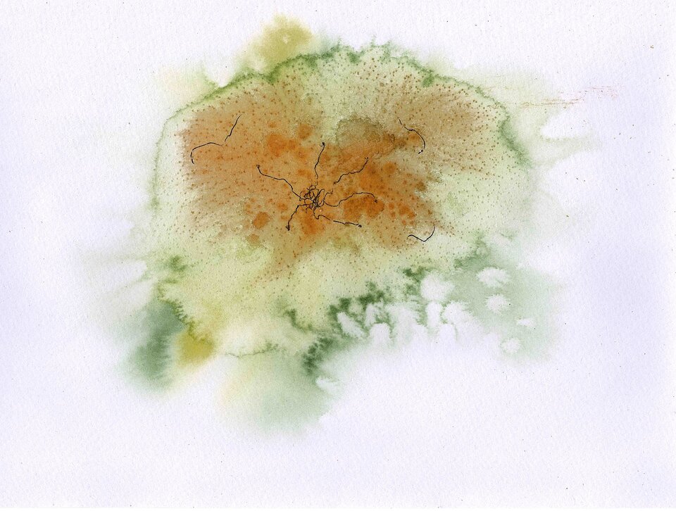 Blüte, Sigrid Braun-Umbach