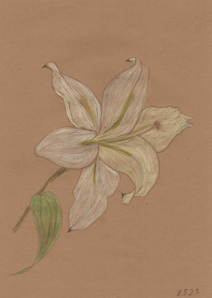 Lilie 2, Zeichnung auf Papier, Sigrid Braun-Umbach