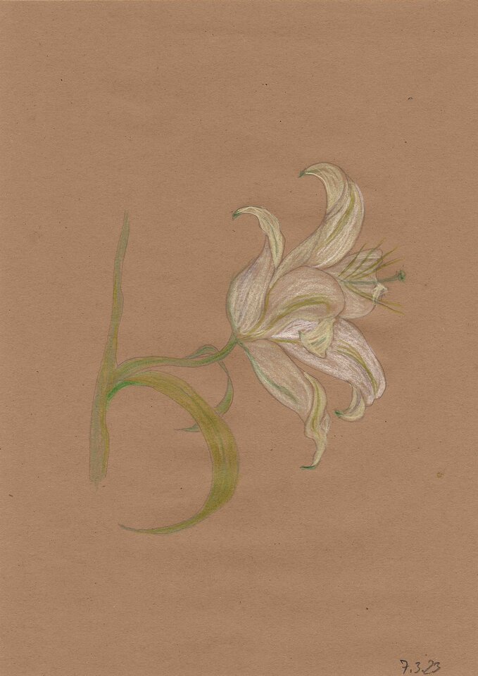 Lilie 1, Zeichnung auf Papier, Sigrid Braun-Umbach