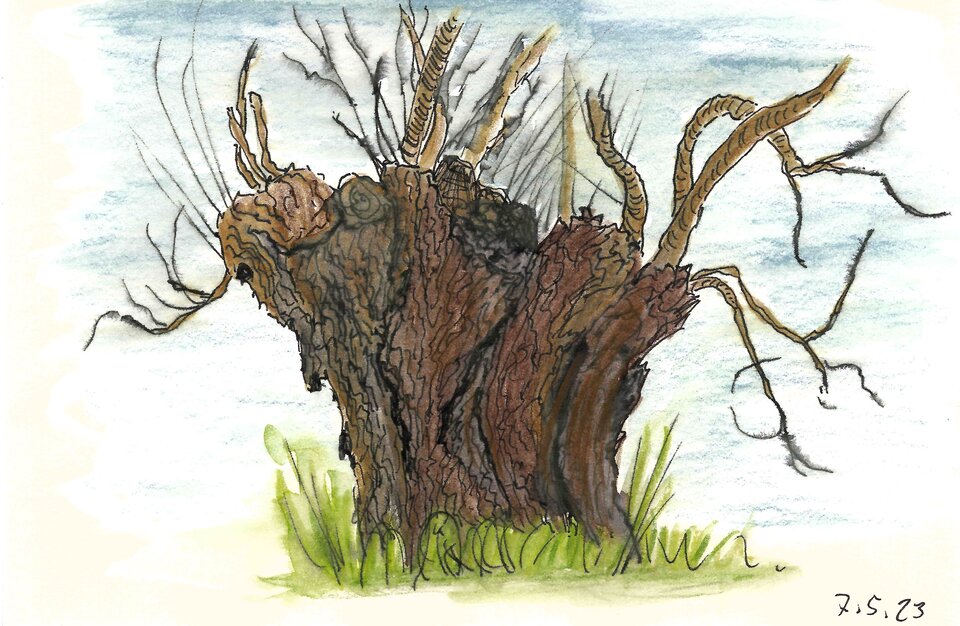 Was von der Weide übrig blieb..., Aquarellskizze auf Papier, Sigrid Braun-Umbach