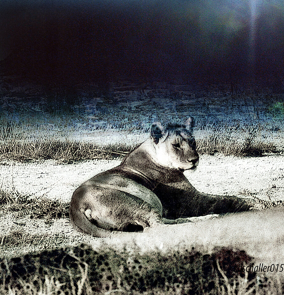 fumet de fauve, Farbfotografie , Karl Dieter Schaller