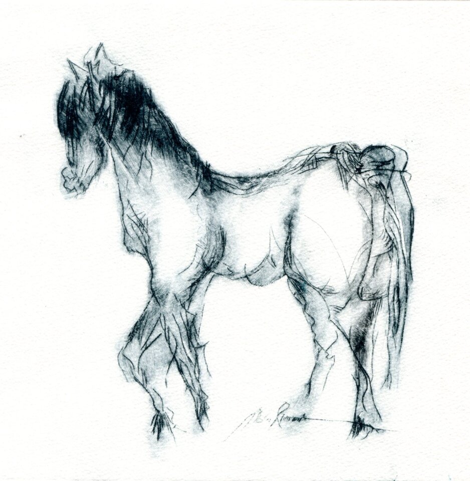 Fohlen, Druck auf Papier, Monika Riemenschneider
